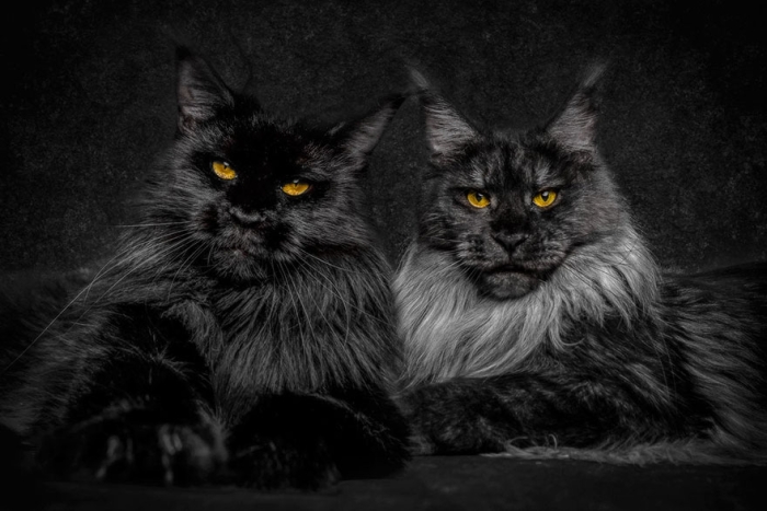 biggest-maine-coon-cat-photography-robert-sijka-4
