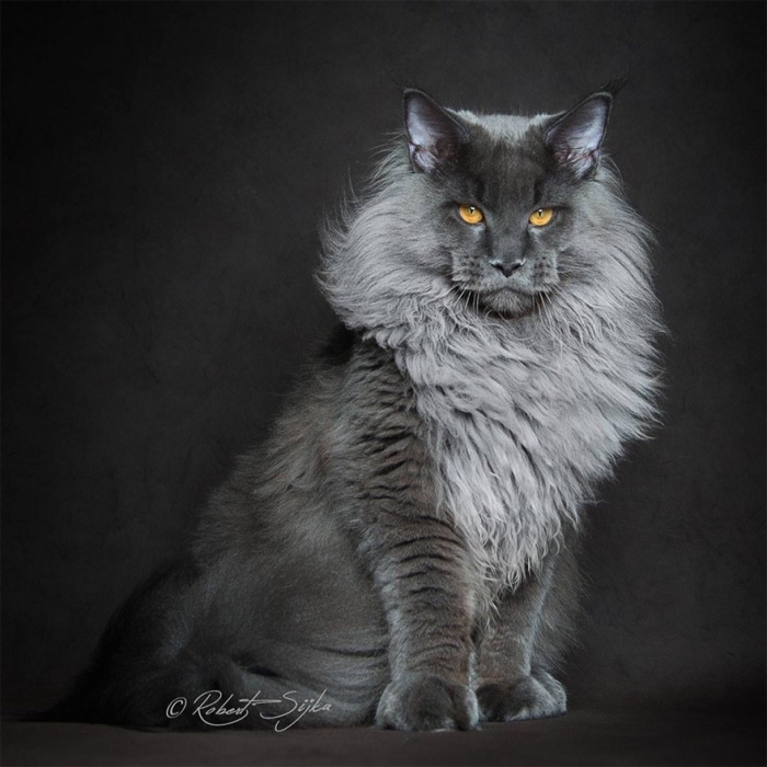 biggest-maine-coon-cat-photography-robert-sijka-15