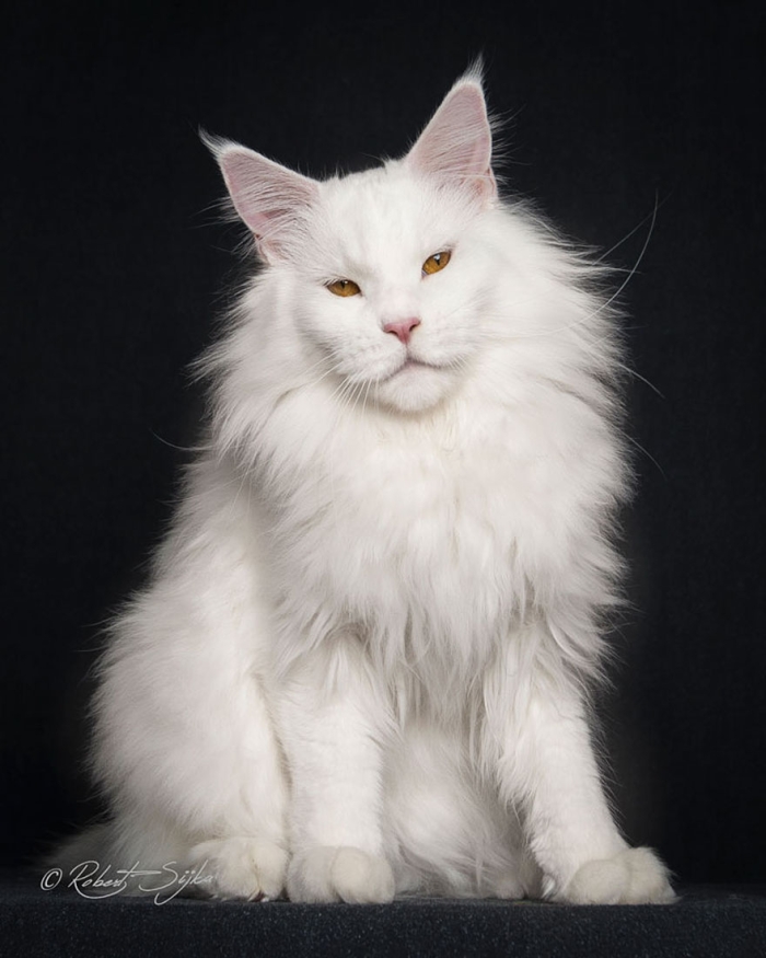 biggest-maine-coon-cat-photography-robert-sijka-14