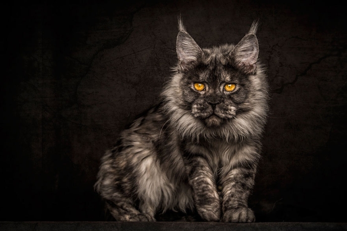 biggest-maine-coon-cat-photography-robert-sijka-6