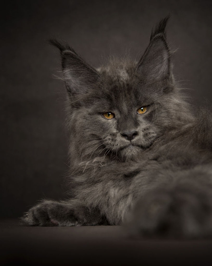biggest-maine-coon-cat-photography-robert-sijka-8