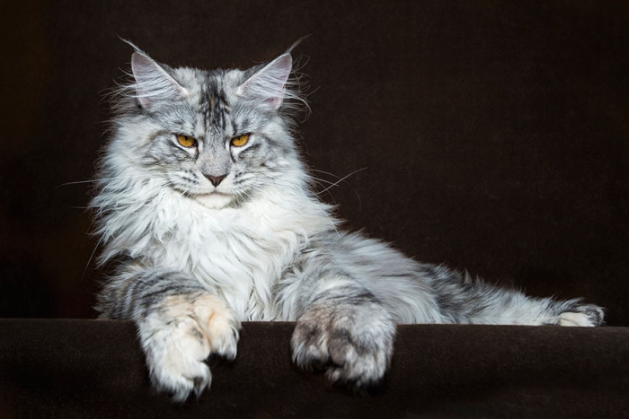biggest-maine-coon-cat-photography-robert-sijka-1