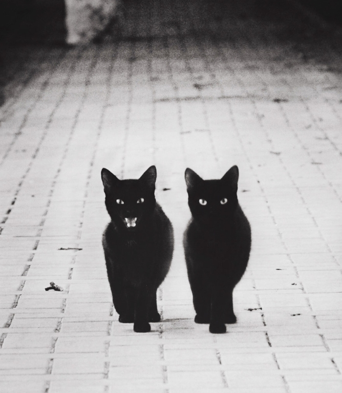 mysterious-cats-black-and-white-portraits-11