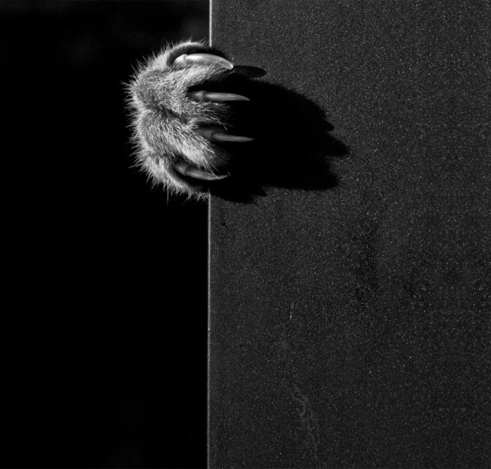 mysterious-cats-black-and-white-portraits-6