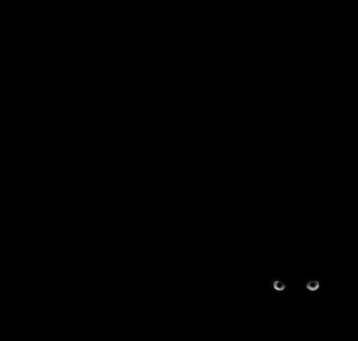 mysterious-cats-black-and-white-portraits-2
