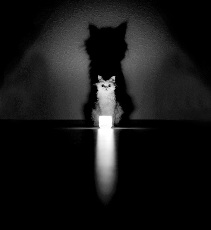 mysterious-cats-black-and-white-portraits-14