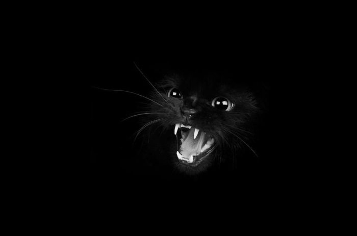 mysterious-cats-black-and-white-portraits-12