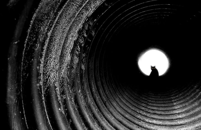 mysterious-cats-black-and-white-portraits-10