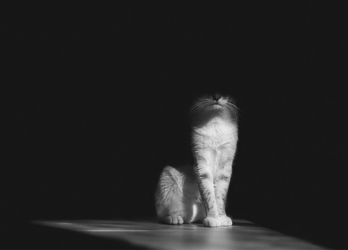 mysterious-cats-black-and-white-portraits-8