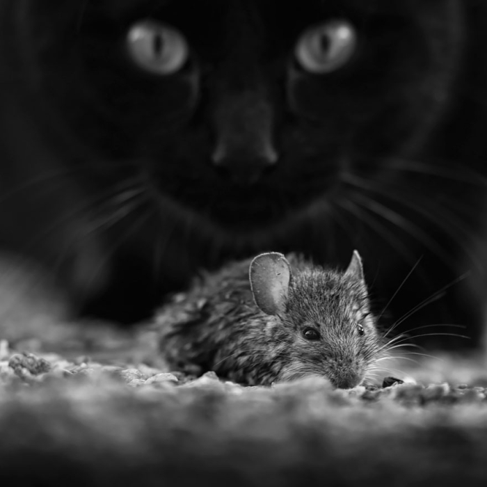 mysterious-cats-black-and-white-portraits-1