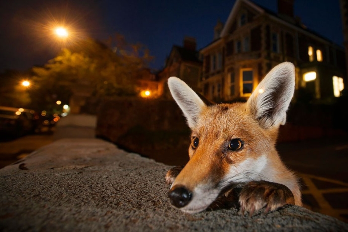 best-wildlife-photographer-of-the-year-2016-national-history-museum-10