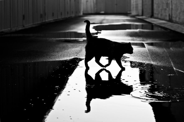 mysterious-cats-black-and-white-portraits-7