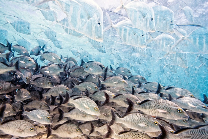 best-wildlife-photographer-of-the-year-2016-national-history-museum-4