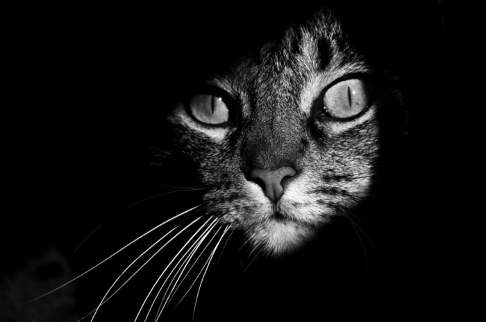 mysterious-cats-black-and-white-portraits-5