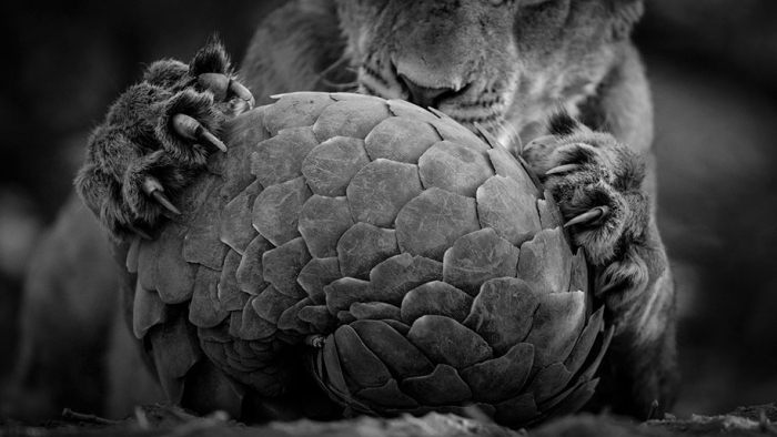 best-wildlife-photographer-of-the-year-2016-national-history-museum-11
