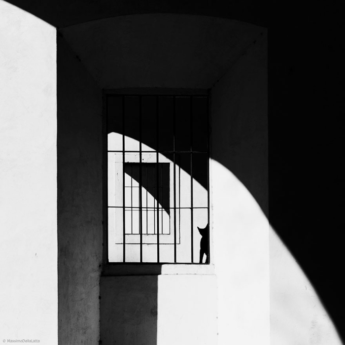 mysterious-cats-black-and-white-portraits-15