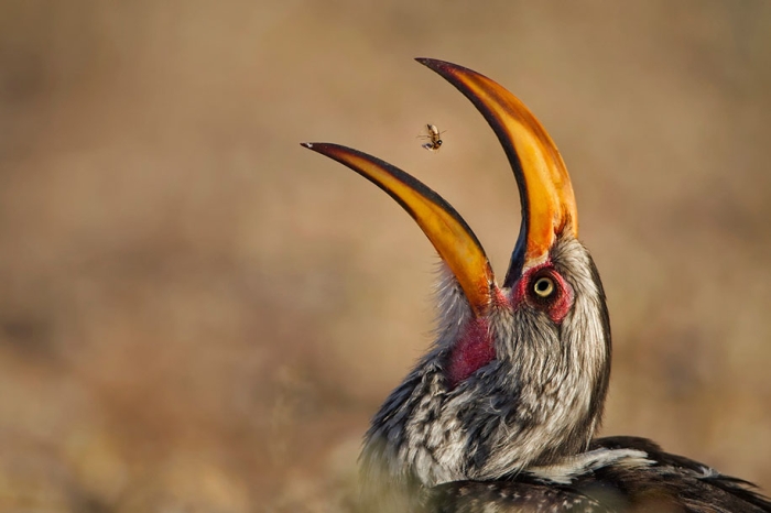 best-wildlife-photographer-of-the-year-2016-national-history-museum-1