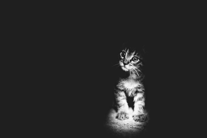 mysterious-cats-black-and-white-portraits-9