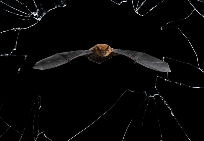 best-wildlife-photographer-of-the-year-2016-national-history-museum-7