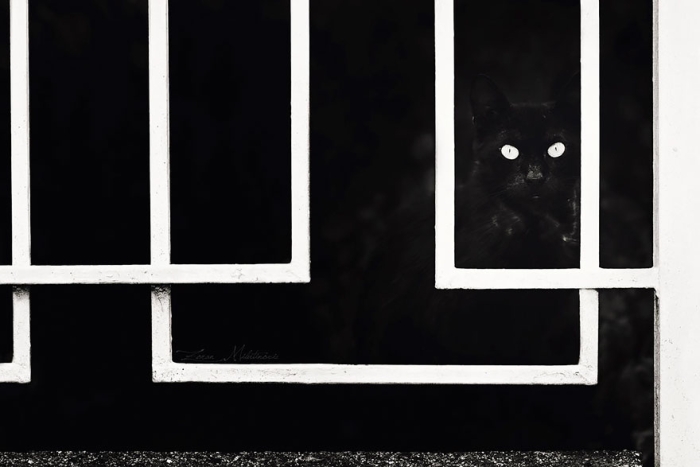 mysterious-cats-black-and-white-portraits-3
