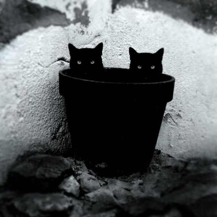 mysterious-cats-black-and-white-portraits-13