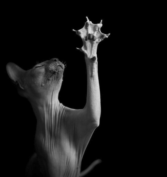 mysterious-cats-black-and-white-portraits-4