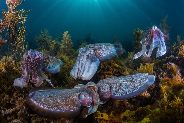 best-wildlife-photographer-of-the-year-2016-national-history-museum-9