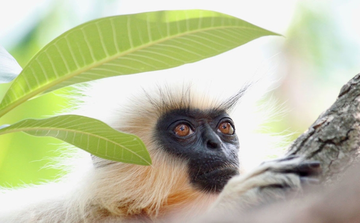 best-wildlife-photographer-of-the-year-2016-national-history-museum-6