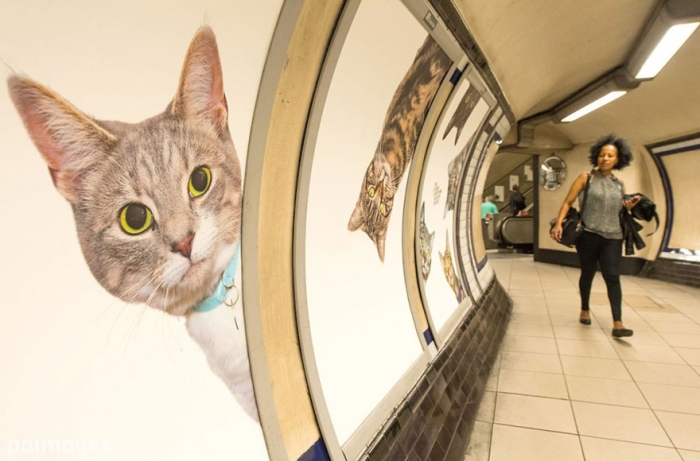 subway-cat-ads-metro-london-underground-9