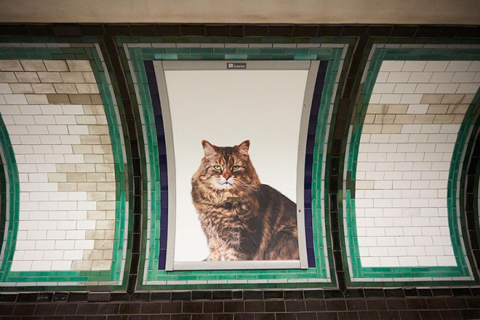 subway-cat-ads-metro-london-underground-5