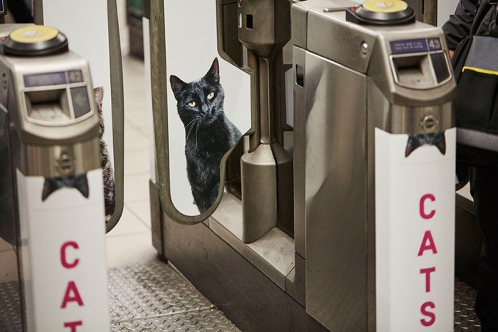 subway-cat-ads-metro-london-underground-6