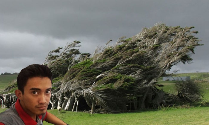 Windswept Trees in the Brute Slope Point
