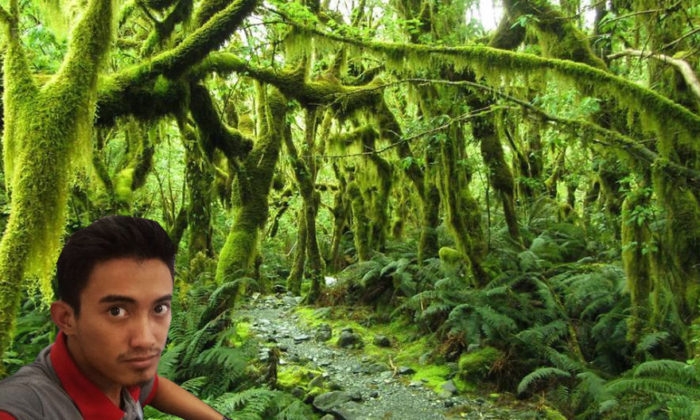 Forest along the Milford Track