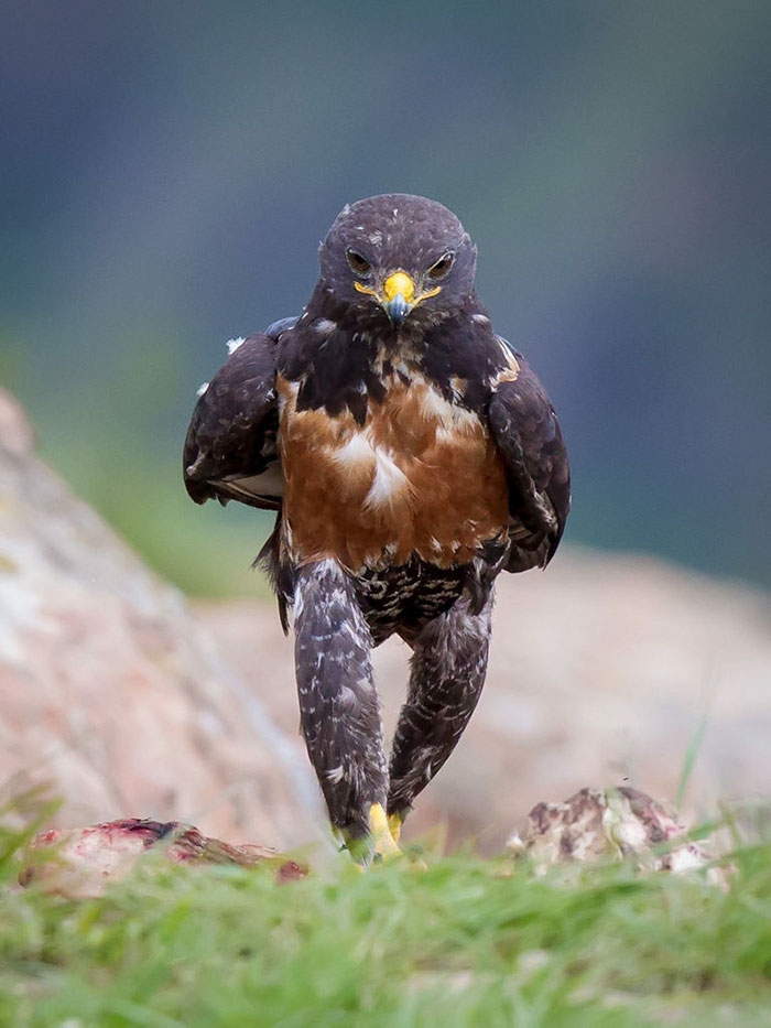 funny-badass-hawk-photoshop-battle-9