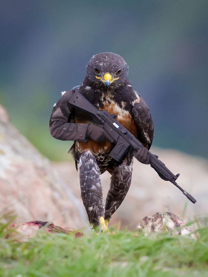 funny-badass-hawk-photoshop-battle-1