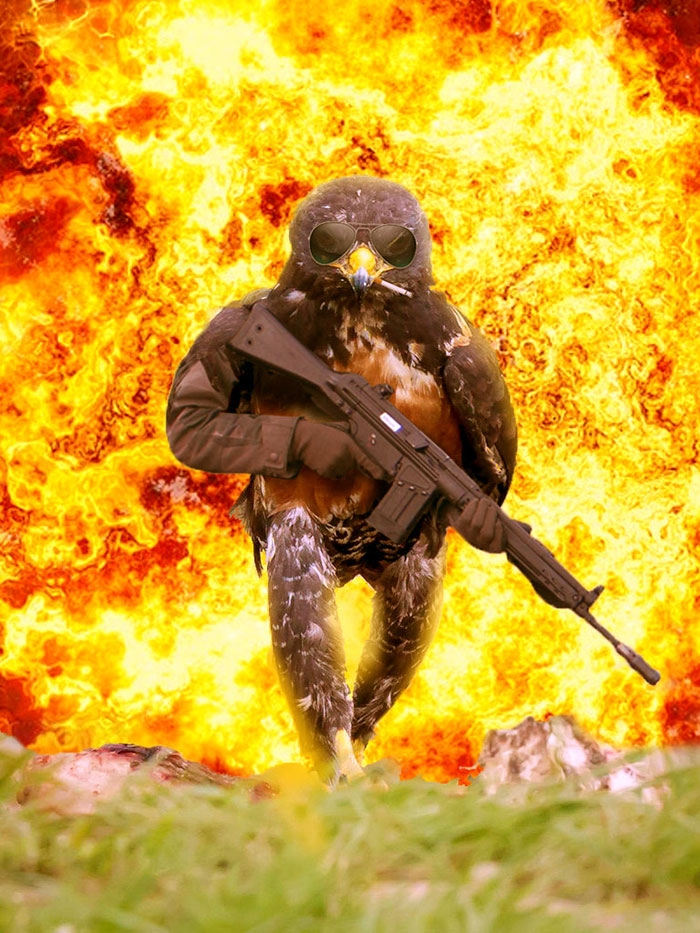 funny-badass-hawk-photoshop-battle-5
