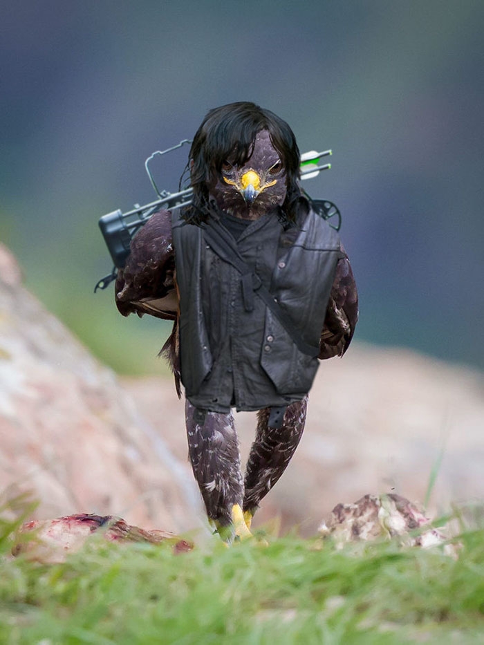 funny-badass-hawk-photoshop-battle-4