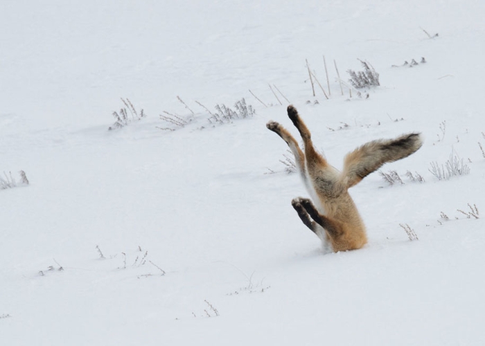 comedy-wildlife-photography-awards-best-photos-2016-12