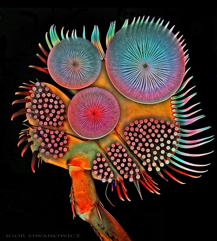 insect-microscope-photography-igor-siwanowicz-20