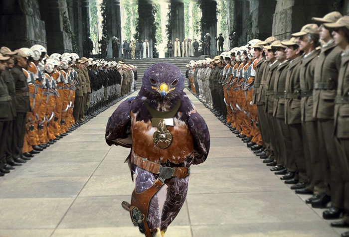 funny-badass-hawk-photoshop-battle-11