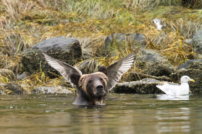 comedy-wildlife-photography-awards-best-photos-2016-8