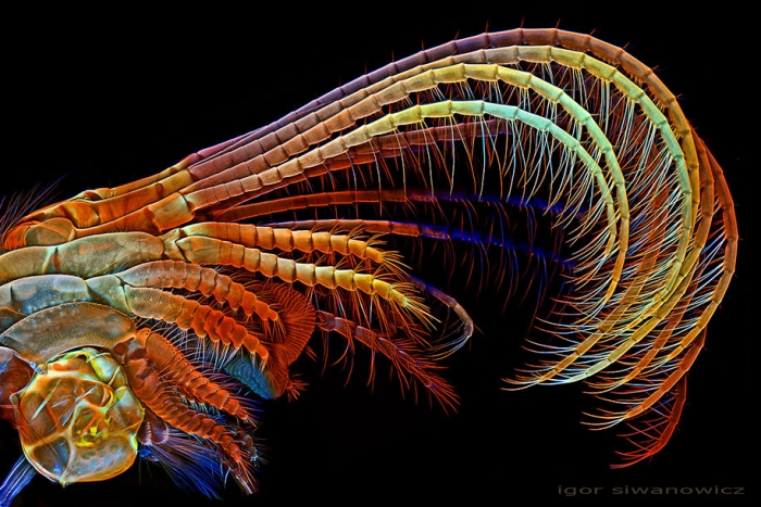insect-microscope-photography-igor-siwanowicz-18