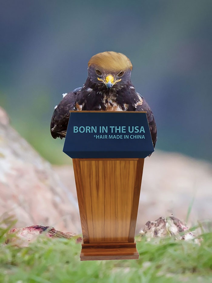 funny-badass-hawk-photoshop-battle-7