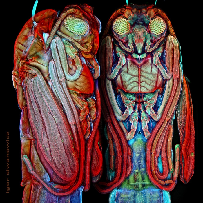 insect-microscope-photography-igor-siwanowicz-17