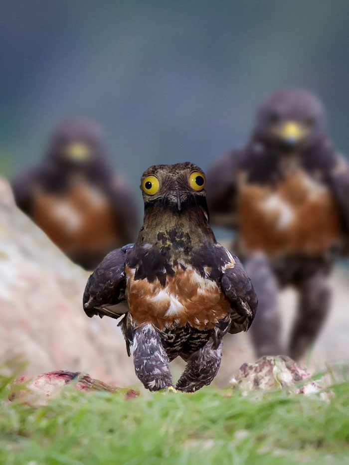 funny-badass-hawk-photoshop-battle-8
