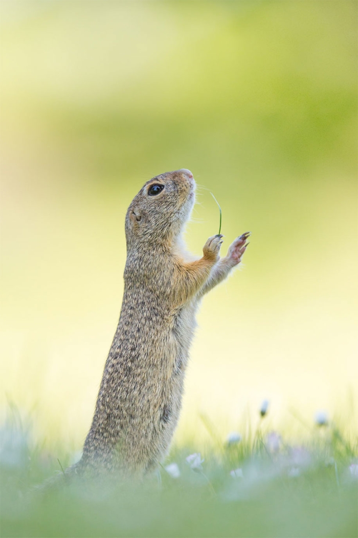comedy-wildlife-photography-awards-best-photos-2016-19