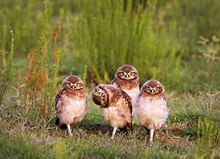 comedy-wildlife-photography-awards-best-photos-2016-15