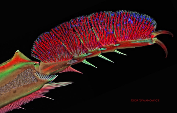 insect-microscope-photography-igor-siwanowicz-4