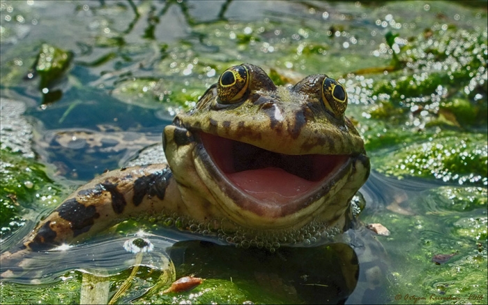 comedy-wildlife-photography-awards-best-photos-2016-38