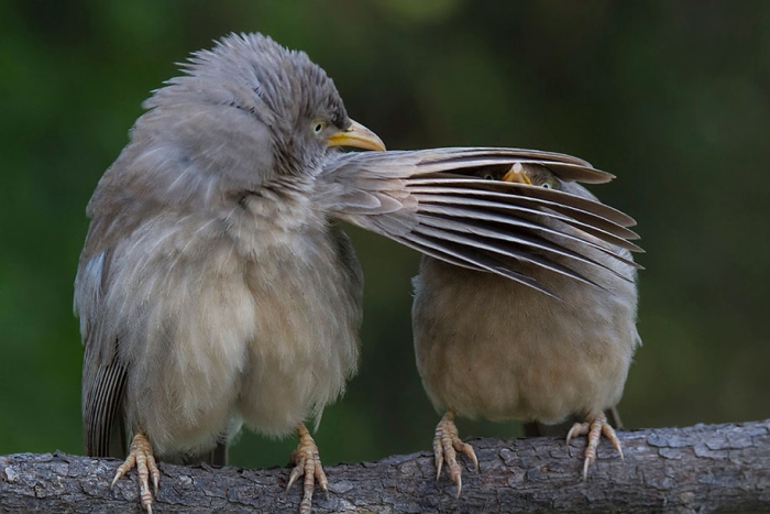 comedy-wildlife-photography-awards-best-photos-2016-20